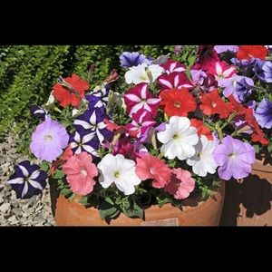 Meet your Posher, Lynette